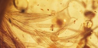 Researchers Find First Feathered Dinosaur Tail Preserved in Amber Researchers Find First Feathered Dinosaur Tail Preserved in Amber