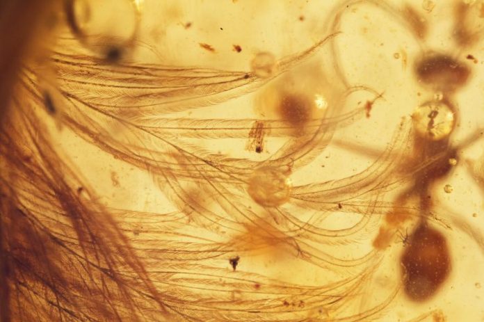 Researchers Find First Feathered Dinosaur Tail Preserved in Amber