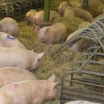 Scientists find worrisome CRE on US swine farm Scientists find worrisome CRE on US swine farm