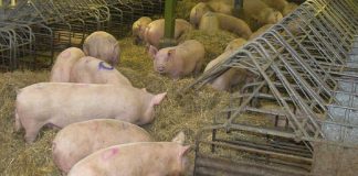 Scientists find worrisome CRE on US swine farm Scientists find worrisome CRE on US swine farm