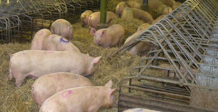Scientists find worrisome CRE on US swine farm