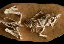 Dinosaur eggs took a surprisingly long time to hatch, Study Dinosaur eggs took a surprisingly long time to hatch, Study