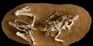 Dinosaur eggs took a surprisingly long time to hatch, Study Dinosaur eggs took a surprisingly long time to hatch, Study