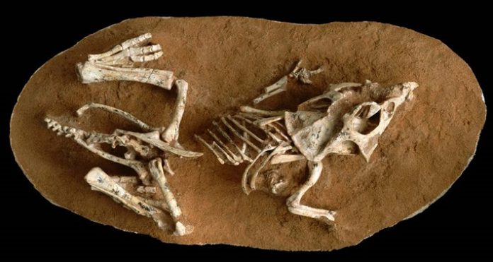 Dinosaur eggs took a surprisingly long time to hatch, Study