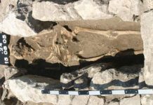 Fossilized bones reveal 800-year-old infection, researchers say Fossilized bones reveal 800-year-old infection, says new research