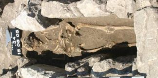 Fossilized bones reveal 800-year-old infection, researchers say Fossilized bones reveal 800-year-old infection, says new research