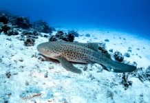 Lone Zebra Shark Gives Birth Without Male Lone Zebra Shark Gives Birth Without Male