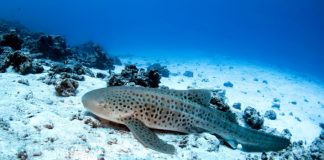 Lone Zebra Shark Gives Birth Without Male Lone Zebra Shark Gives Birth Without Male