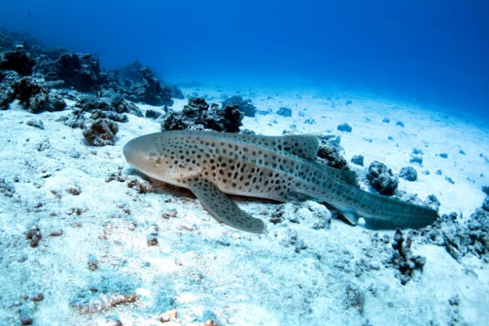 Lone Zebra Shark Gives Birth Without Male