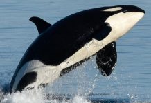 Research suggests surprising reason ‘killer whales’ go through menopause Research suggests surprising reason killer whales go through menopause