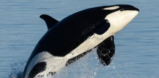 Research suggests surprising reason ‘killer whales’ go through menopause Research suggests surprising reason killer whales go through menopause