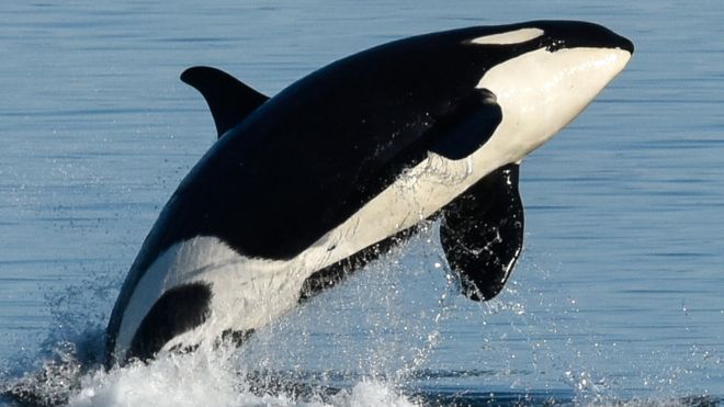 Research suggests surprising reason killer whales go through menopause