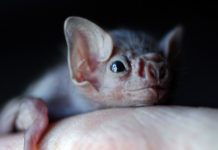 Vampire Bats Are Now Starting To Bite Humans, According to Study Vampire Bats Are Now Starting To Bite Humans, According to Study