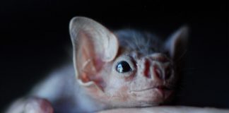 Vampire Bats Are Now Starting To Bite Humans, According to Study Vampire Bats Are Now Starting To Bite Humans, According to Study