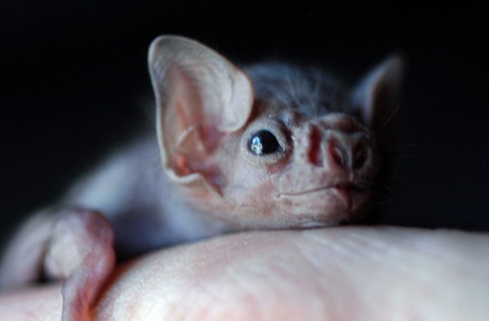 Vampire Bats Are Now Starting To Bite Humans, According to Study