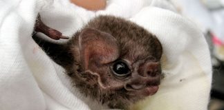 Vampire Bats Found Drinking Human Blood, says new research Vampire Bats Found Drinking Human Blood, says new research
