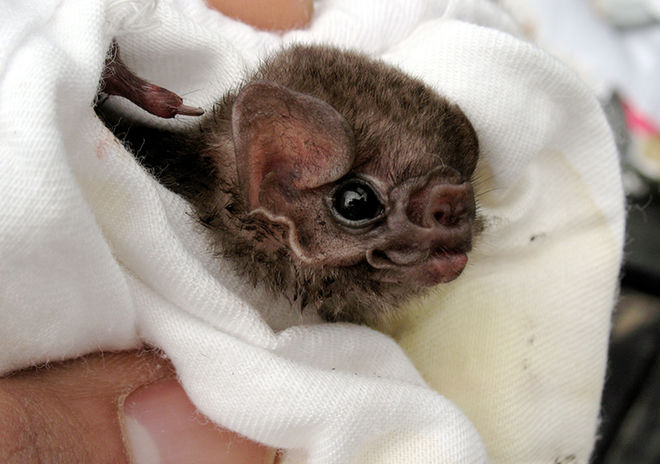 Vampire Bats Found Drinking Human Blood, says new research