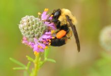 Cheerios tries to help curve the bee death rate ‘Report’ Cheerios tries to help curve the bee death rate, Report