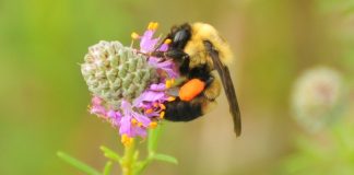 Cheerios tries to help curve the bee death rate ‘Report’ Cheerios tries to help curve the bee death rate, Report