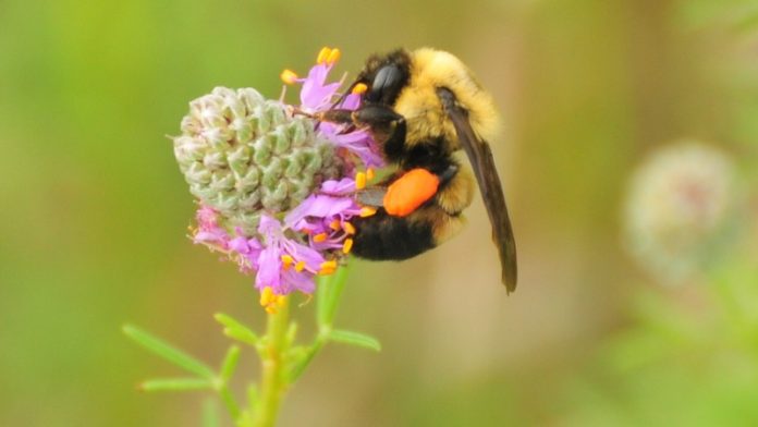 Cheerios tries to help curve the bee death rate, Report