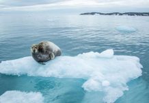 Global warning: Arctic Sea Ice May Disappear Global warning: Arctic Sea Ice May Disappear