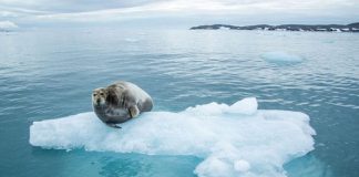 Global warning: Arctic Sea Ice May Disappear Global warning: Arctic Sea Ice May Disappear