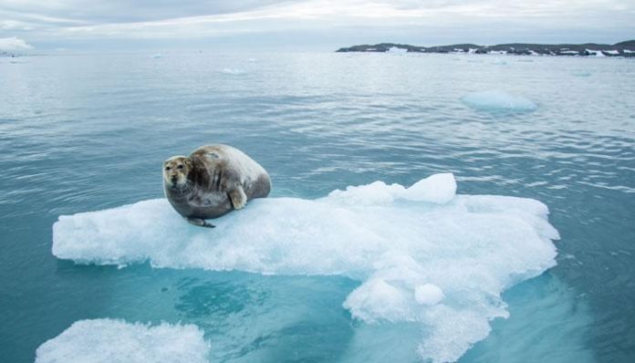 Global warning: Arctic Sea Ice May Disappear