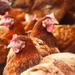 H7N9 Bird Flu Cases On The Rise In China, Reports H7N9 Bird Flu Cases On The Rise In China, Reports