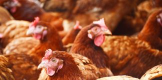 H7N9 Bird Flu Cases On The Rise In China, Reports H7N9 Bird Flu Cases On The Rise In China, Reports