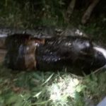 Missing Man Found Dead Inside Giant Python (Watch) Missing Man Found Dead Inside Giant Python (Watch)