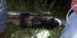 Missing Man Found Dead Inside Giant Python (Watch) Missing Man Found Dead Inside Giant Python (Watch)