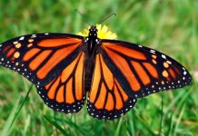 Monarch butterfly numbers drop by 27 percent in Mexico, says new research Monarch butterfly numbers drop by 27 percent in Mexico, says new research