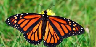 Monarch butterfly numbers drop by 27 percent in Mexico, says new research Monarch butterfly numbers drop by 27 percent in Mexico, says new research