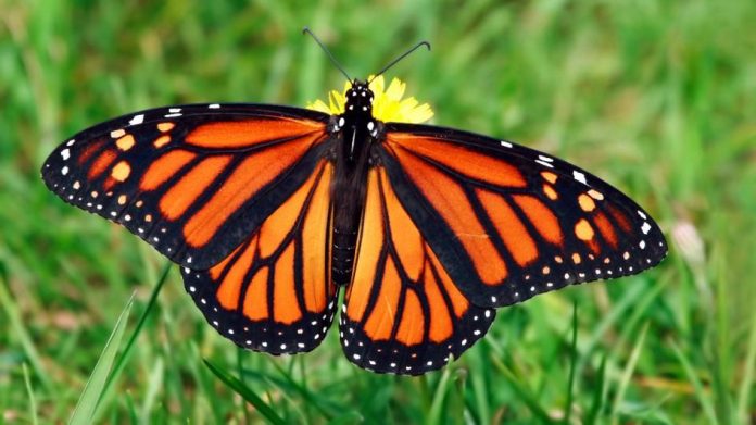 Monarch butterfly numbers drop by 27 percent in Mexico, says new research