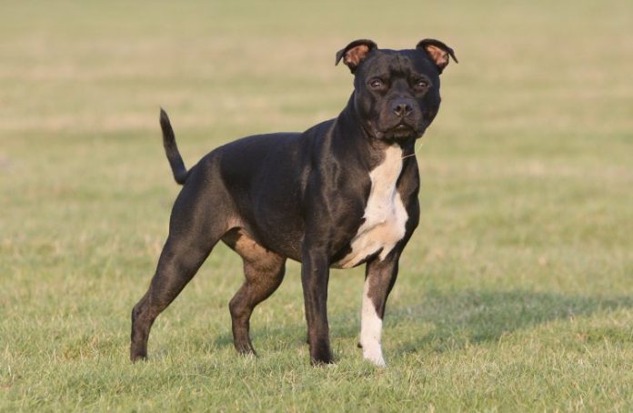 Pet Dog Kills Owner In Wood Green During BBC Filming