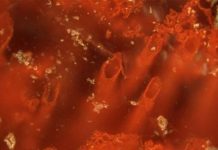 Canadian researchers discover “world’s oldest fossils” Researchers uncover fossil that could indicate life on Mars