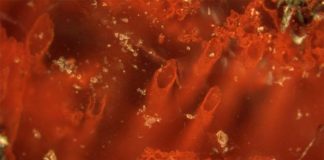 Canadian researchers discover “world’s oldest fossils” Researchers uncover fossil that could indicate life on Mars