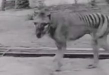 Scientists Launch Search for Tasmanian Tigers “Thylacines” in North Queensland Scientists Launch Search for Tasmanian Tigers (Thylacines) in North Queensland