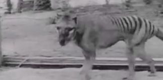 Scientists Launch Search for Tasmanian Tigers “Thylacines” in North Queensland Scientists Launch Search for Tasmanian Tigers (Thylacines) in North Queensland