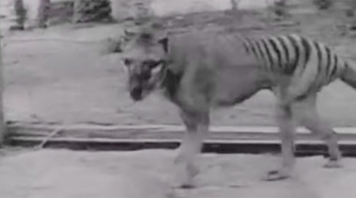 Scientists Launch Search for Tasmanian Tigers (Thylacines) in North Queensland