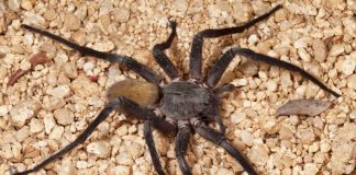 Baja Mexico Cave Spider Is Ridiculous Baja Mexico Cave Spider Is Ridiculous