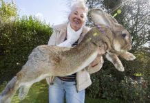 Giant rabbit dies on United flight to O’Hare, Report Giant rabbit dies on United flight to O'Hare, Report