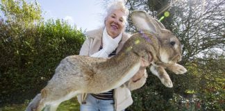 Giant rabbit dies on United flight to O’Hare, Report Giant rabbit dies on United flight to O'Hare, Report