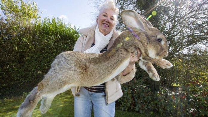 Giant rabbit dies on United flight to O'Hare, Report