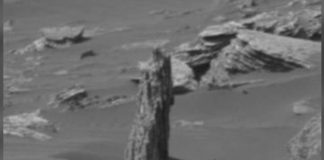 Tree Stump On Mars? Alien hunter claims there is an ancient tree stump (Video) Is there life on Mars? Alien hunter claims there is an ancient tree stump (Watch)