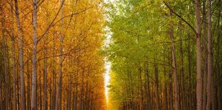 New Study Reveals Upland Forest Trees Emit Methane New Study Reveals Upland Forest Trees Emit Methane