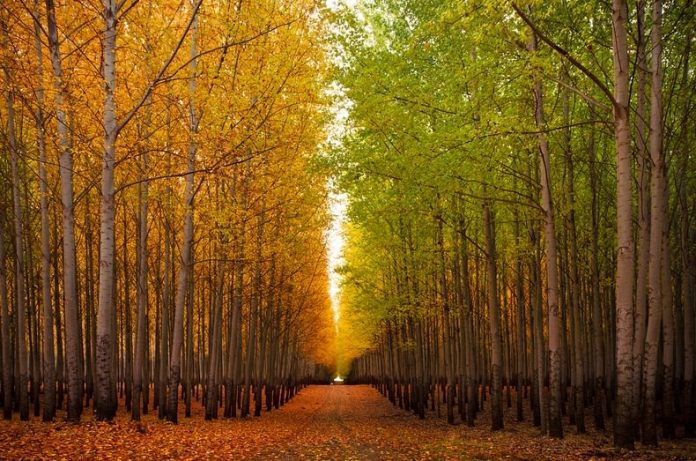 New Study Reveals Upland Forest Trees Emit Methane