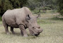 Rhino joins Tinder to find mate (Picture) Rhino joins Tinder to find mate (Picture)