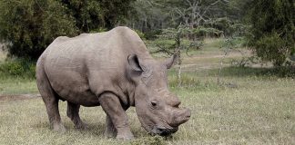 Rhino joins Tinder to find mate (Picture) Rhino joins Tinder to find mate (Picture)