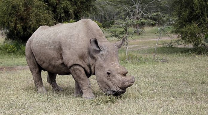 Rhino joins Tinder to find mate (Picture)